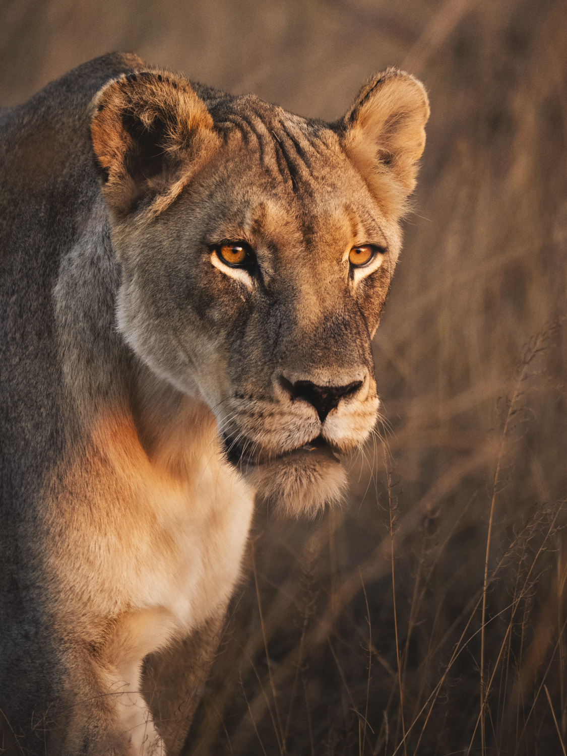 Close portrait of an African lioness