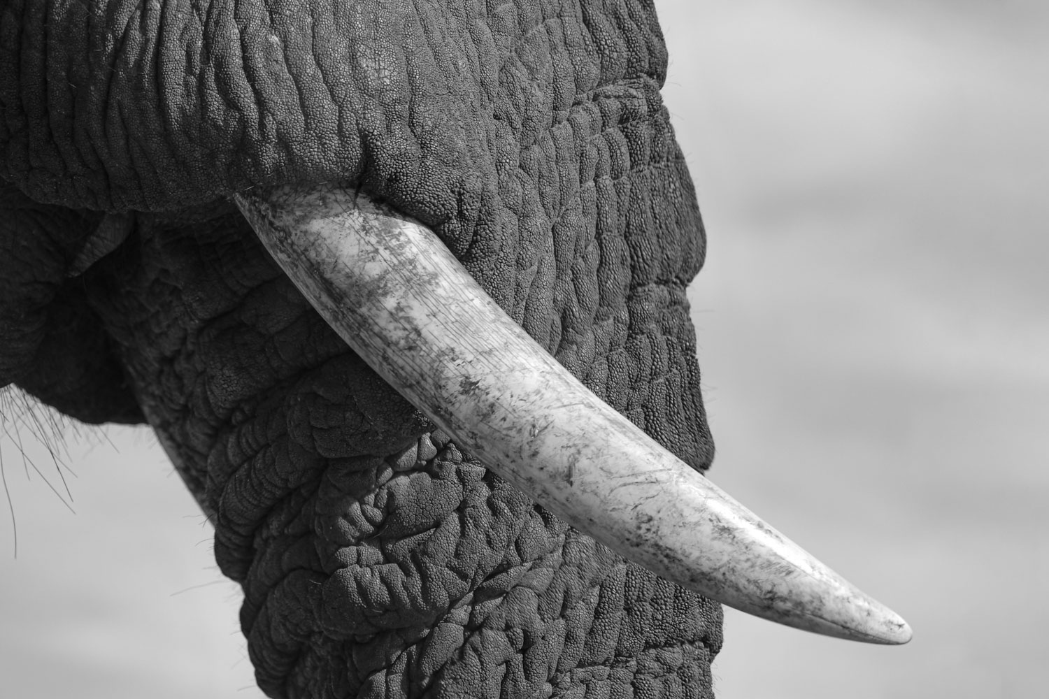 african-elephant-tusk-0825