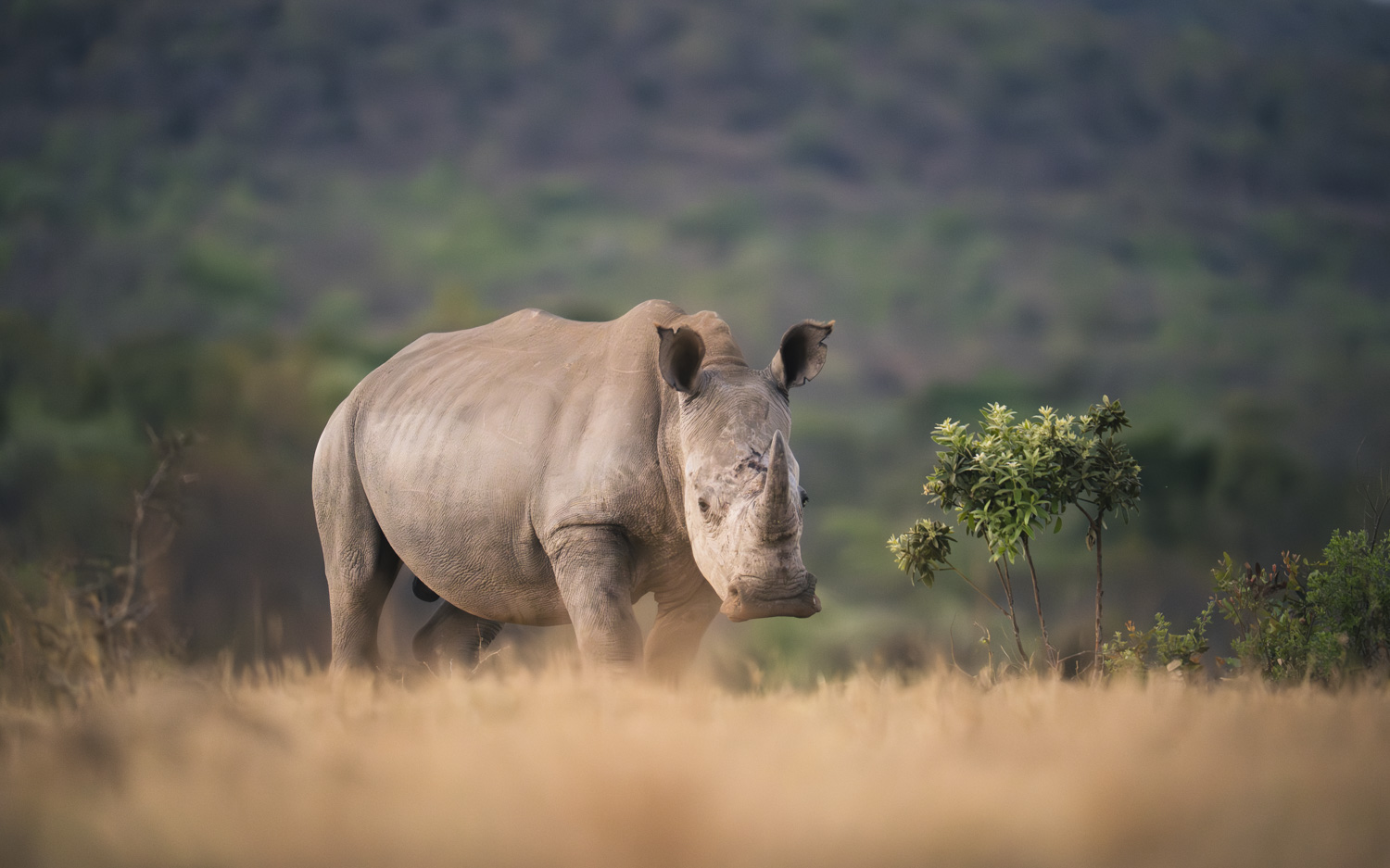 Photographing captive animals