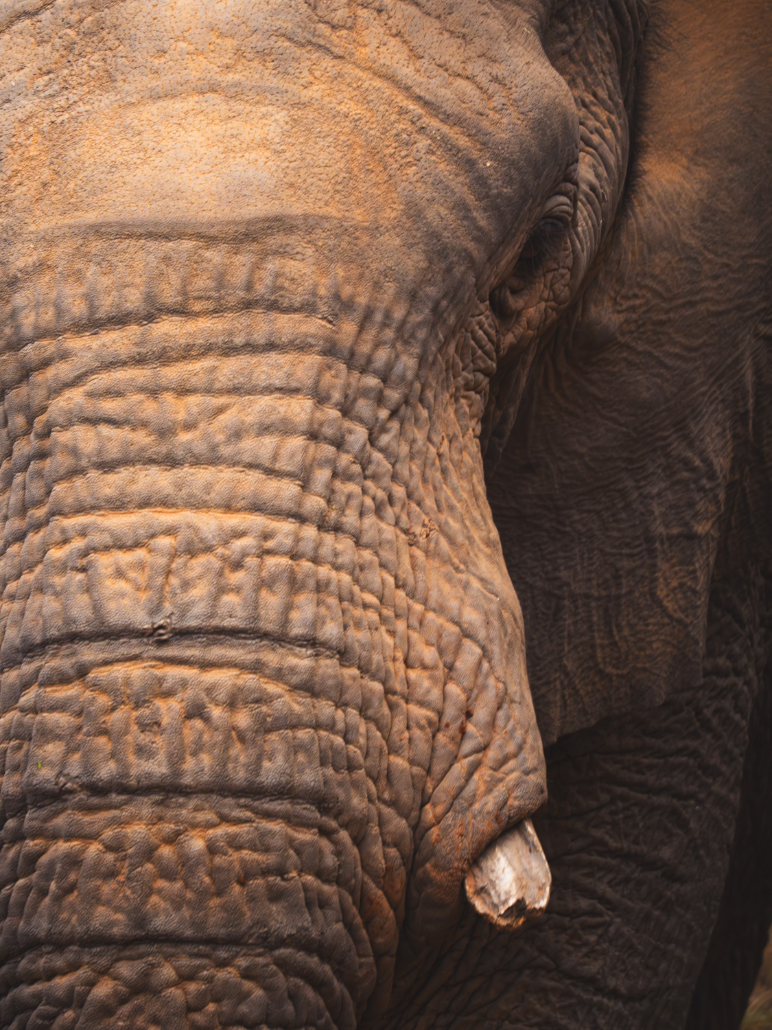 Ethics of captive animals