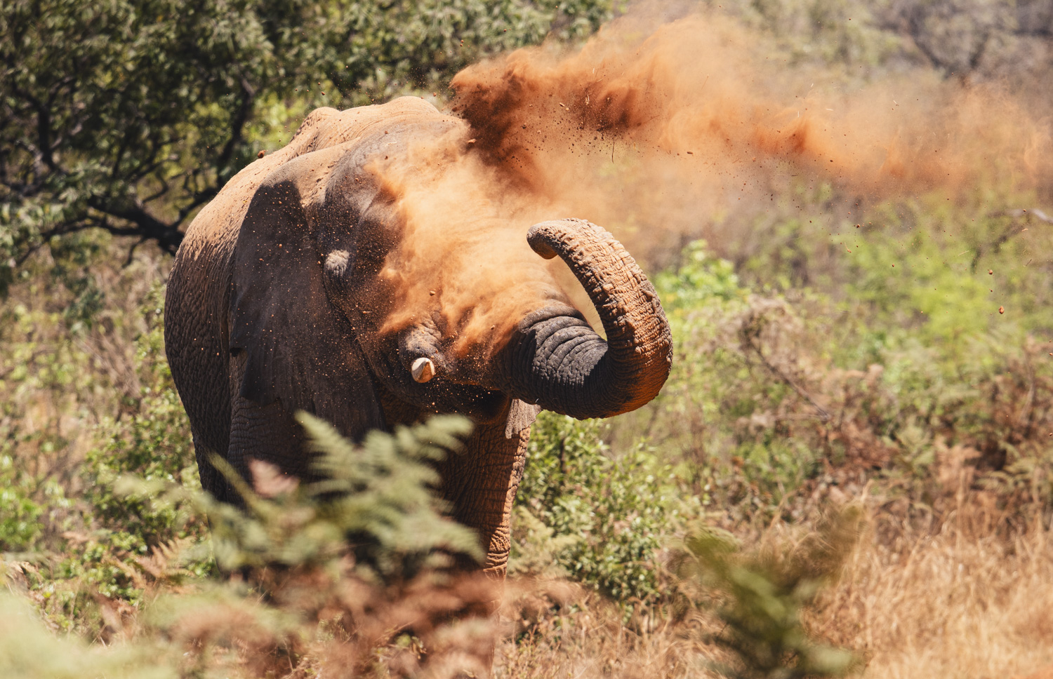 Are game reserves ethical?