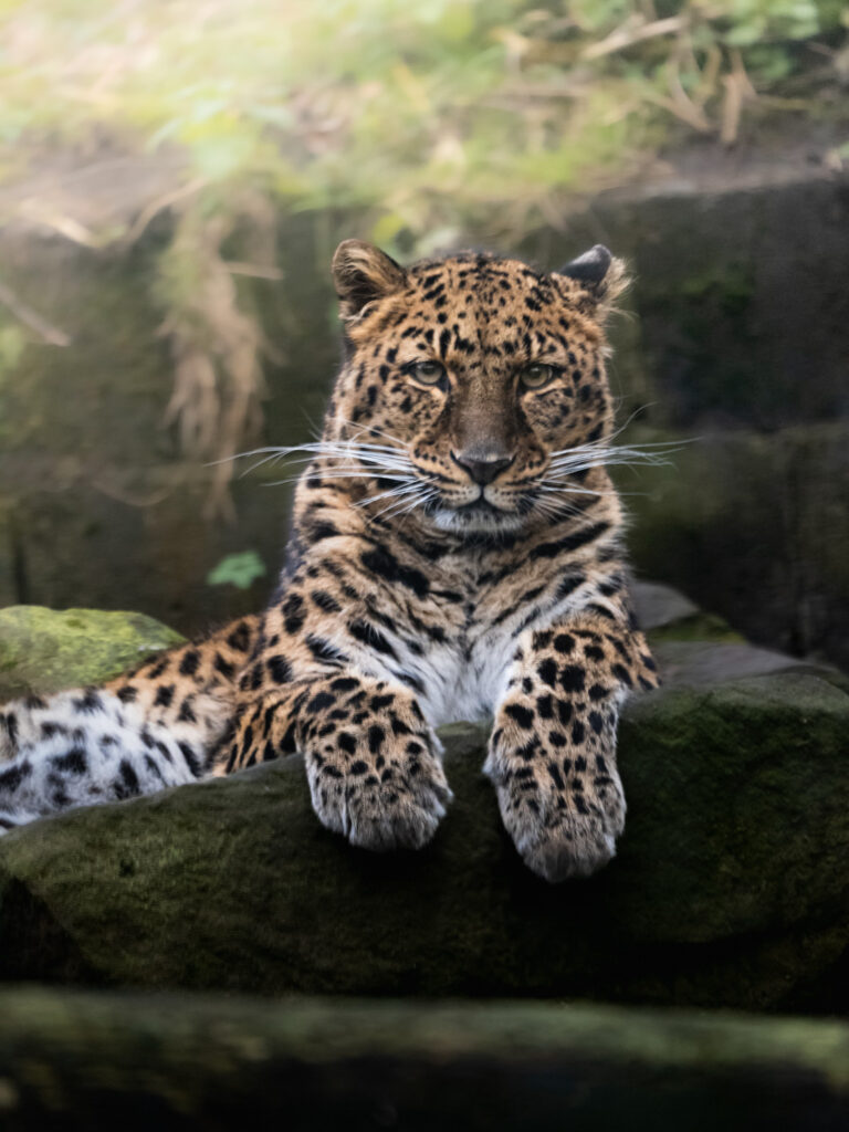 Zoo animals; ethics