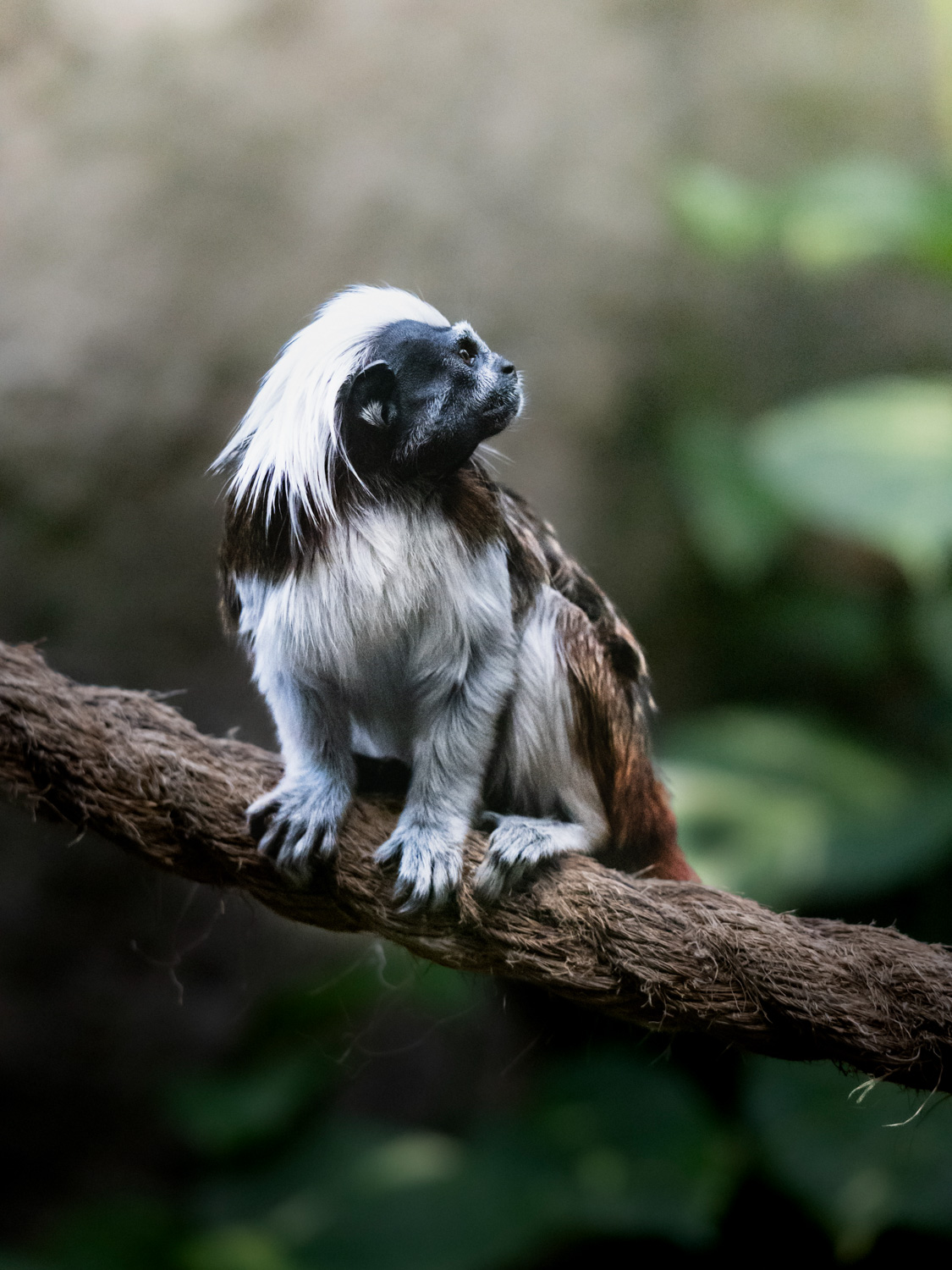 Ethics of photographing zoo animals