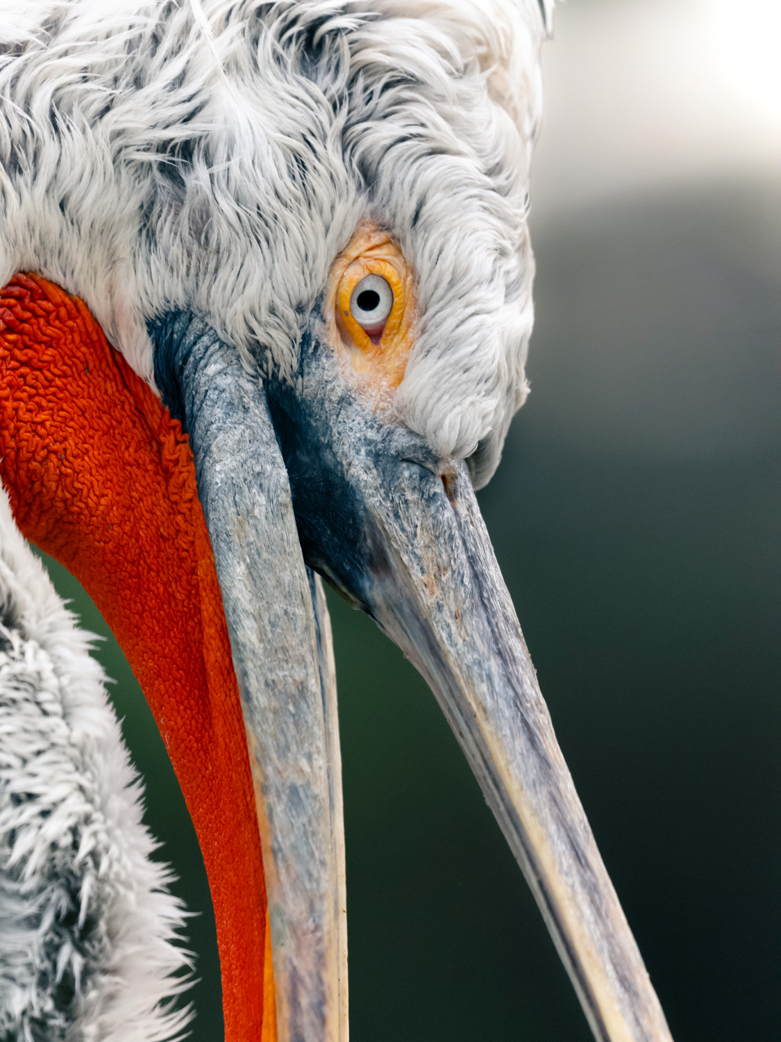 Bird photography in zoos