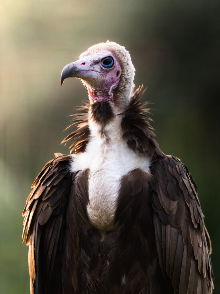 Photographing zoo animals