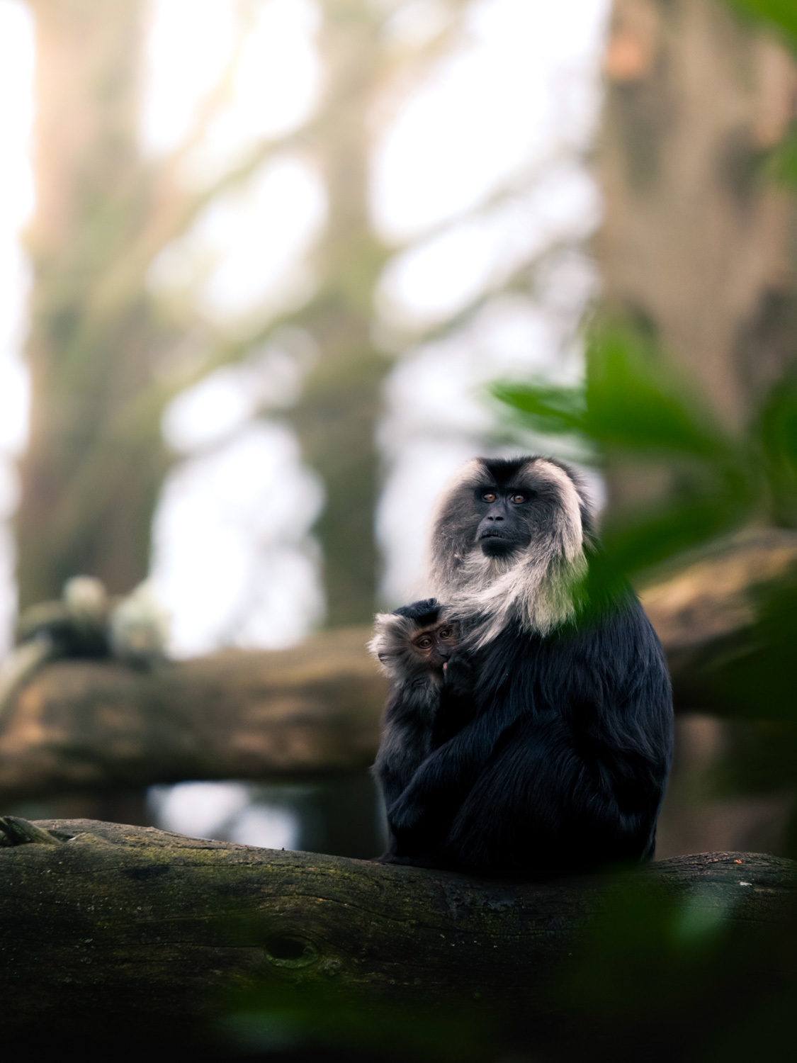 Is zoo photography ethical?