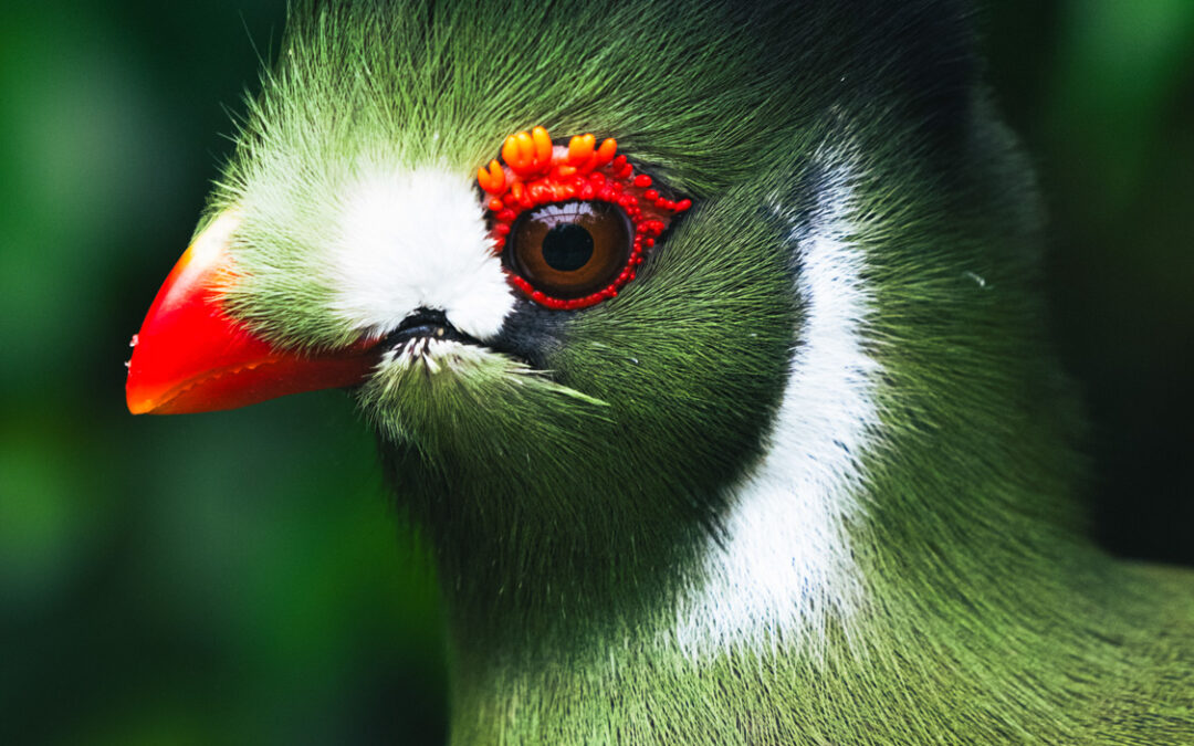 Photographing animals in captivity; the ethics.