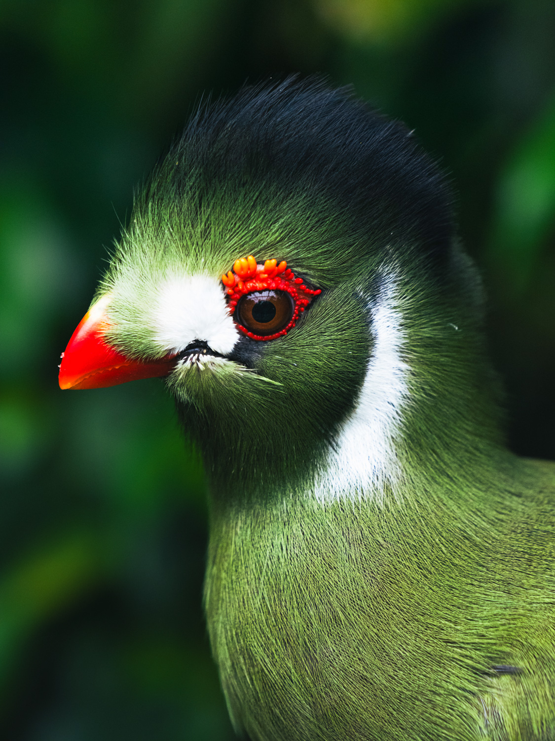 Photographing captive animals