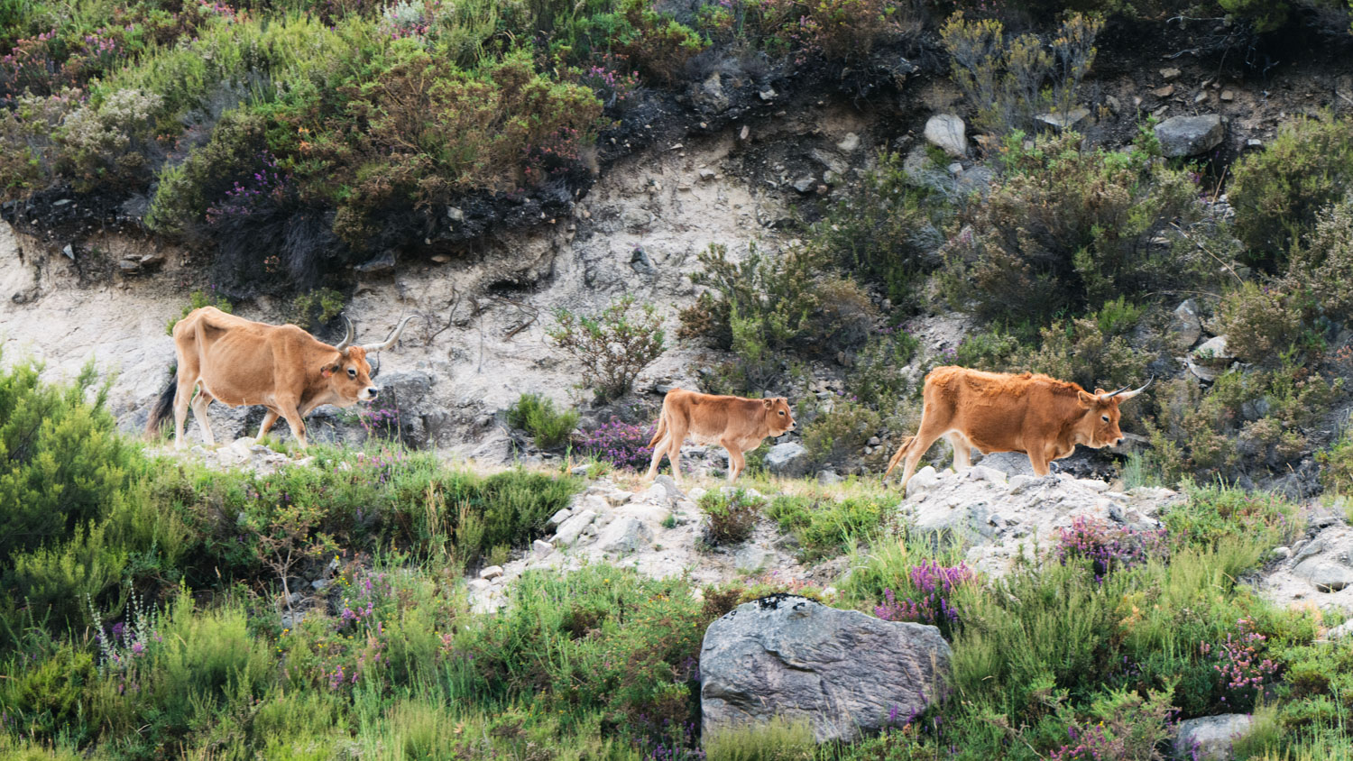 Portugal's only national park