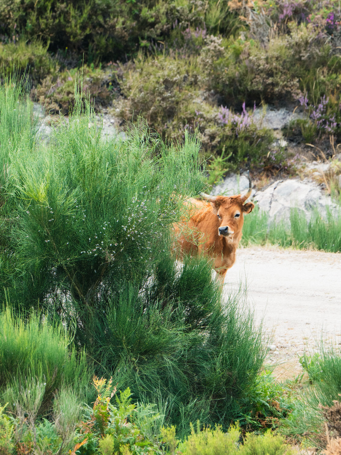 Cows in Portugal's national park