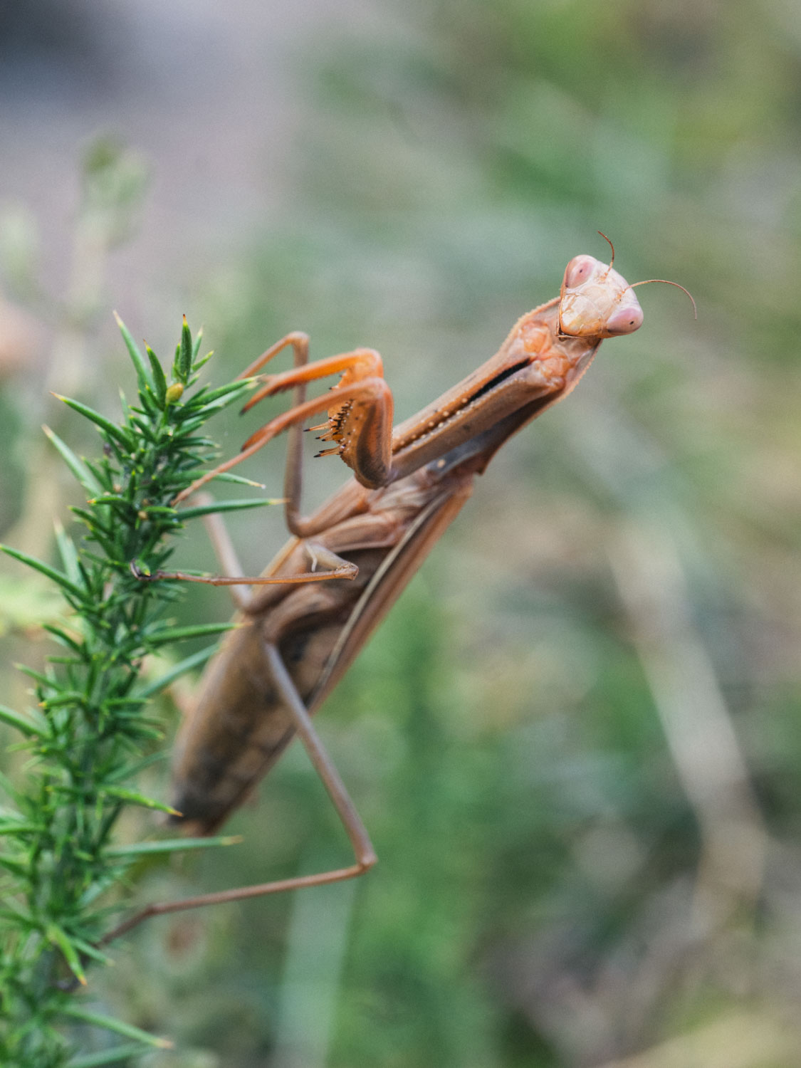 Portugal's only national park