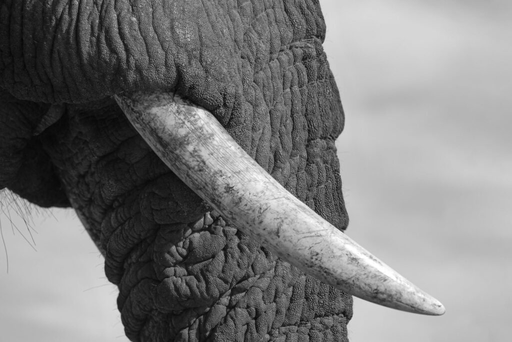 Game drives & zoos