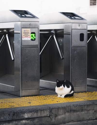 Photographing Istanbul's cats