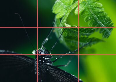 A visual demonstration of the rule of thirds, a fundamental photography composition rule for off-center framing.