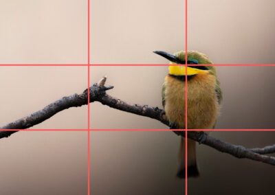 An example of the rule of thirds grid technique, showing how to align subjects for an instantly improved photo layout.