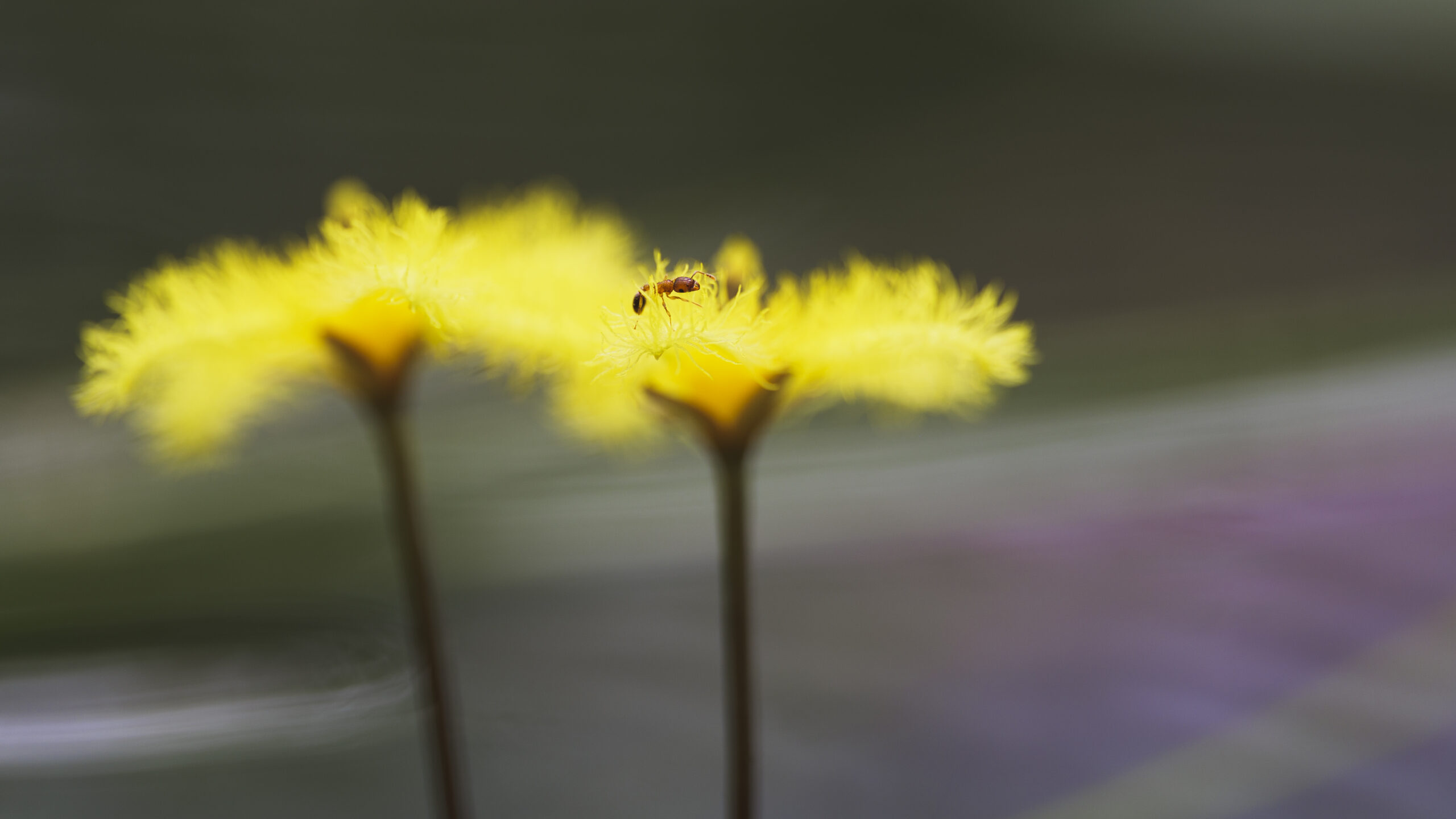 A close-up macro photograph demonstrating depth of field and sharpness techniques taught during the macro photography workshops in Zuid-Holland, helping photographers master intricate nature details and find their signature style.