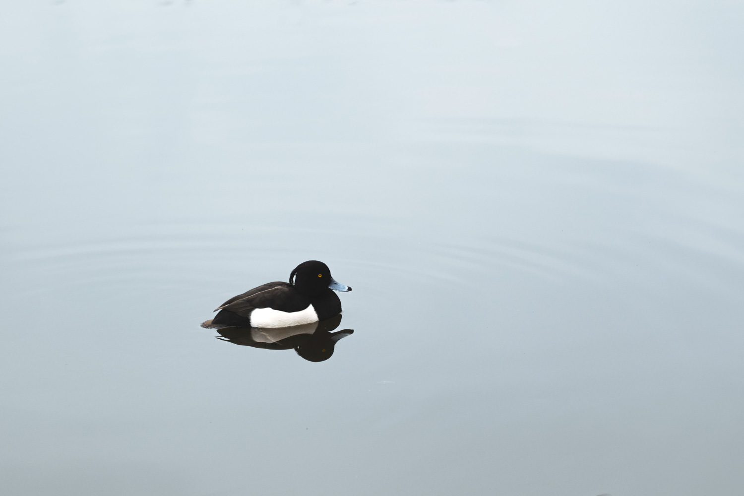 A minimalist composition example using negative space to create breathing room around a subject.