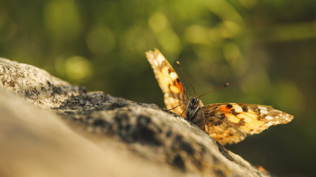 A close-up macro photograph demonstrating depth of field and sharpness techniques taught during the macro photography workshops in Zuid-Holland, helping photographers master intricate nature details and find their signature style.